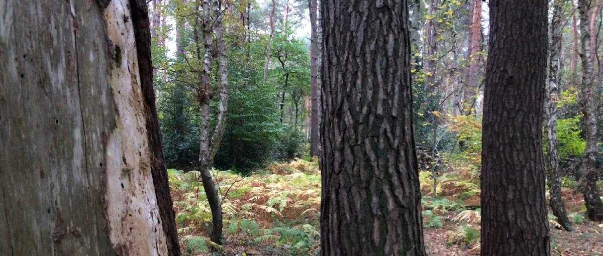 Der wald bietet uns den Raum uns energetisch aufzuladen