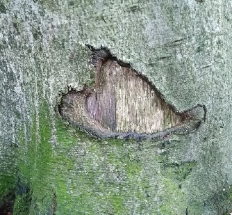 Eine Medizinwanderung lässt Problemlösungen erkennen