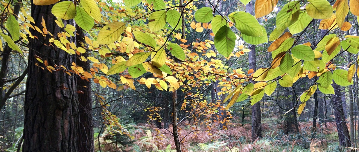Die Natur ist ein wunderbarer Ort für Selbsterkenntnis