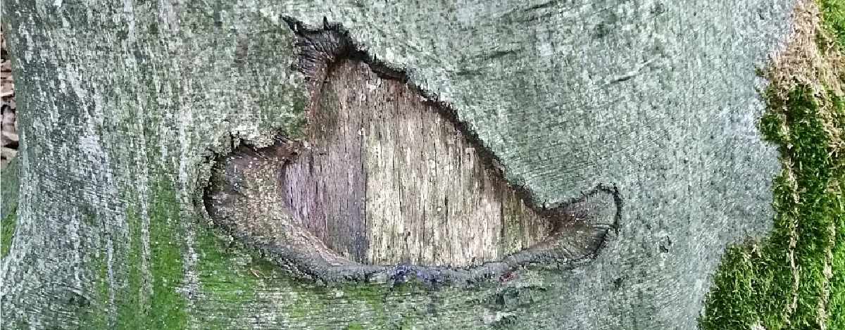 Eine Medizinwanderung lässt Problemlösungen erkennen